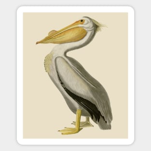 The American White Pelican Magnet